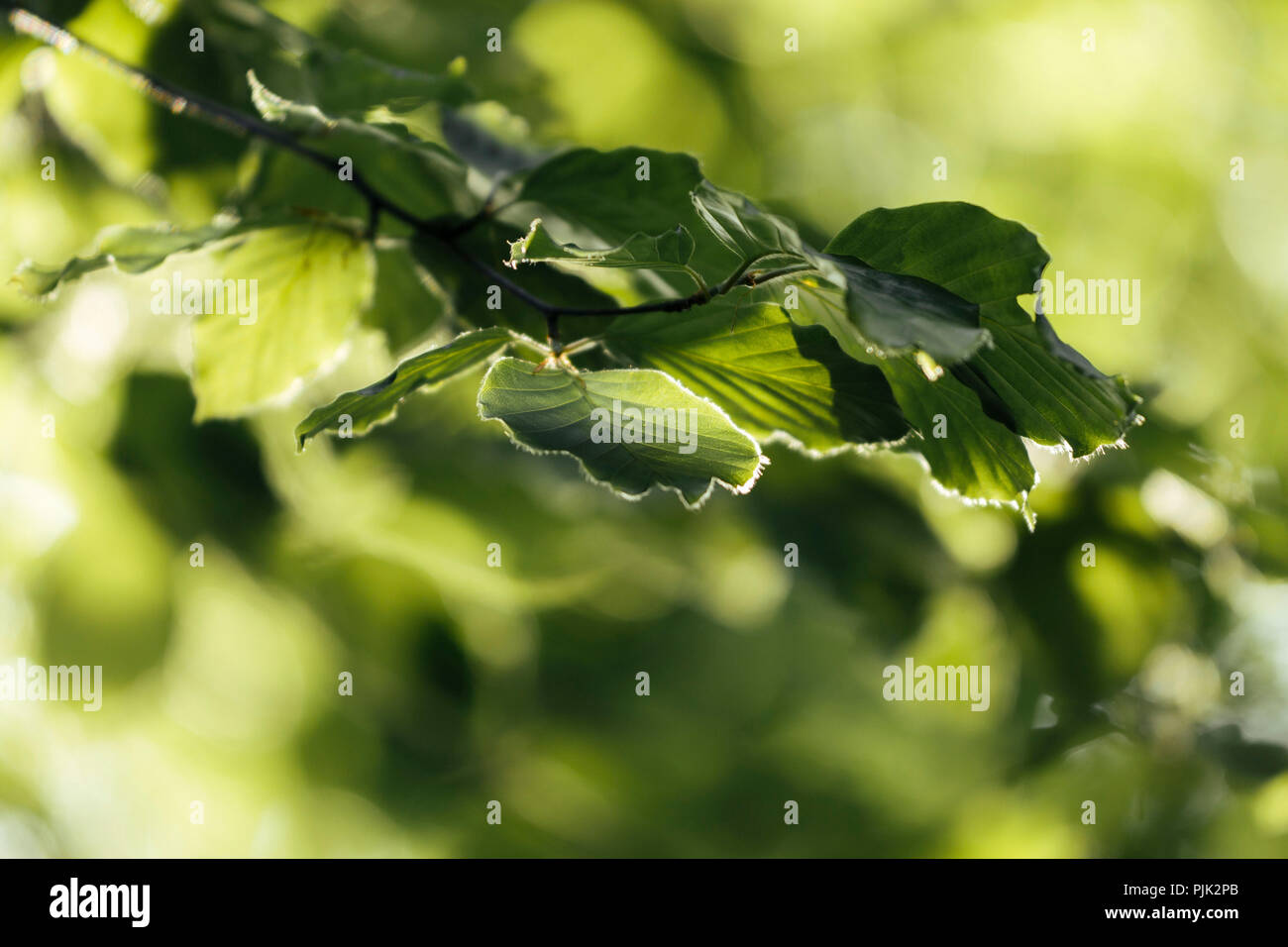 Young Beech Leaves High Resolution Stock Photography and Images - Alamy