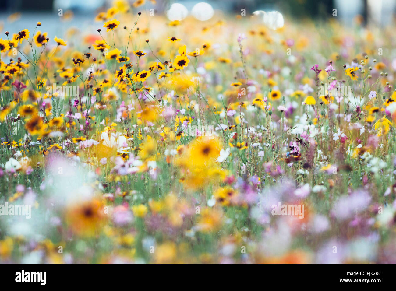 Summer flower meadow at roadside, Stock Photo