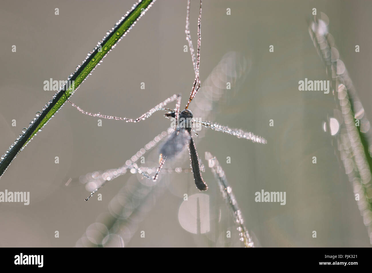 Gnat waking up slowly from the night's sleep in spring, Stock Photo
