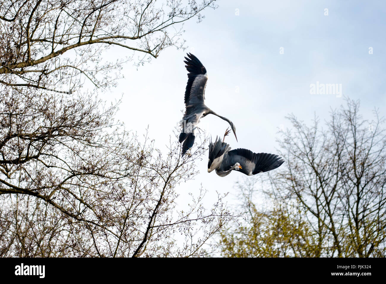 Battle of two gray herons in the air, Stock Photo