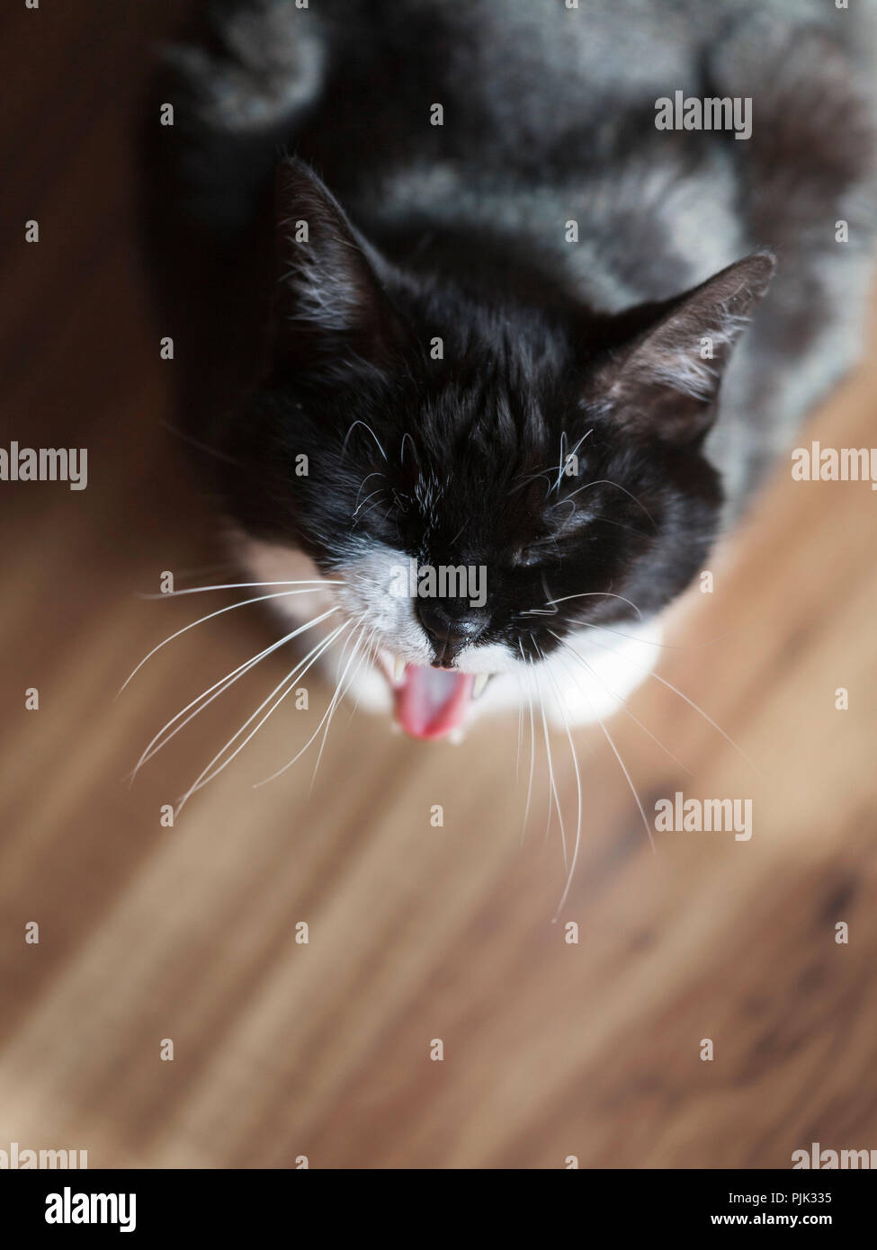 Cat yawning and grimacing, Stock Photo