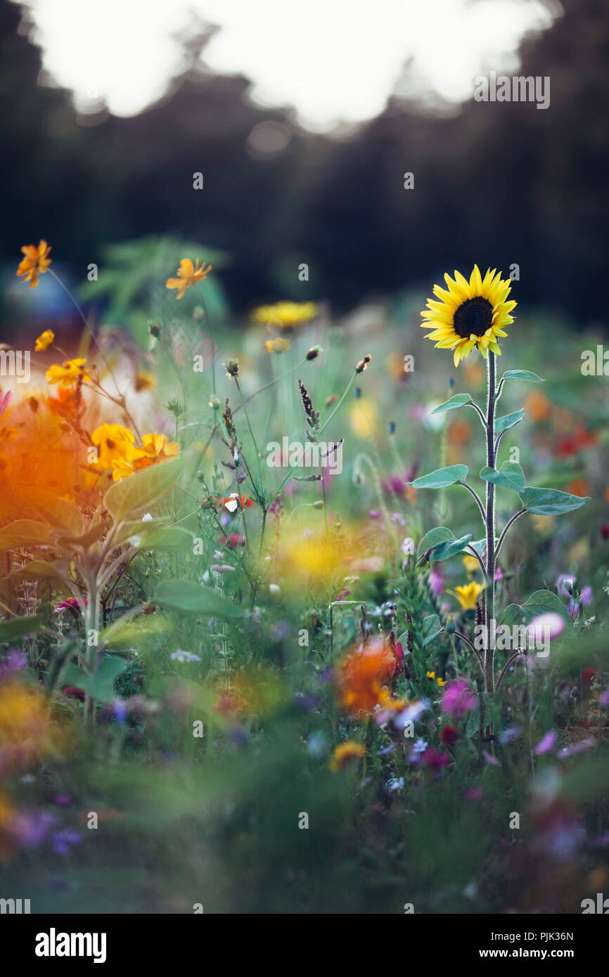Summer flower meadows in Bielefeld on the roadside Stock Photo Alamy