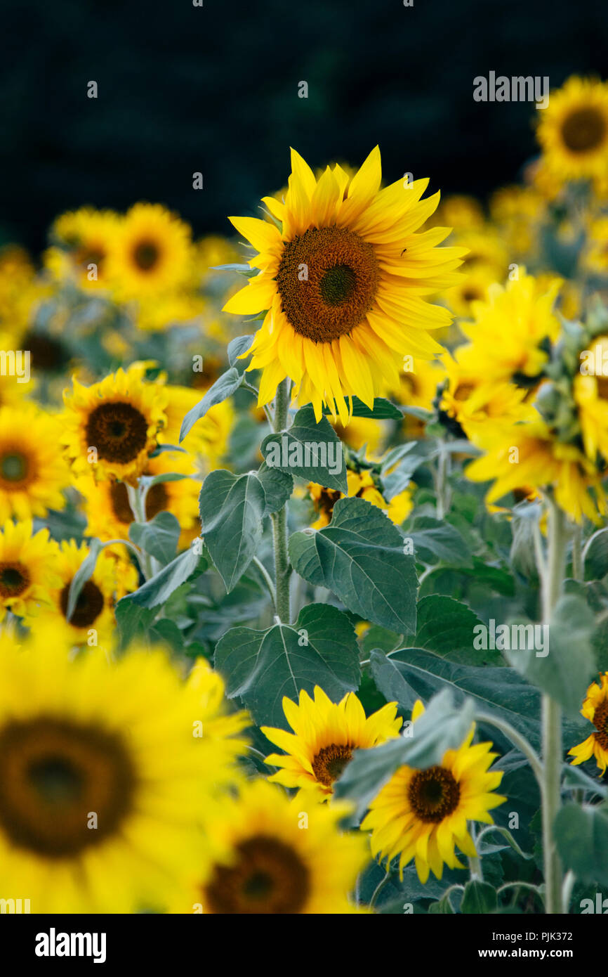 Weather sunflowers hires stock photography and images Alamy