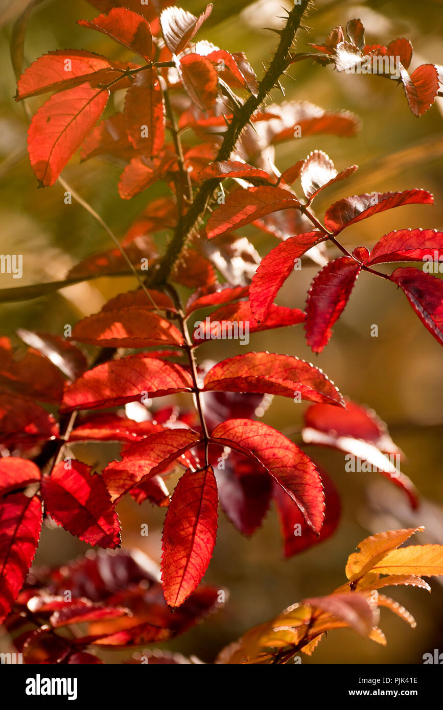 Red petals of a wild rose, rose petals Stock Photo
