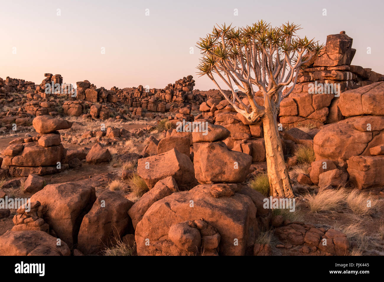 Quiver tree in the quiver tree forest / 'Giant's playground' near