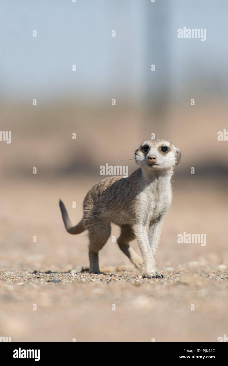 Meerkat (Suricata suricatta) in Namibia, early in the morning. Stock Photo