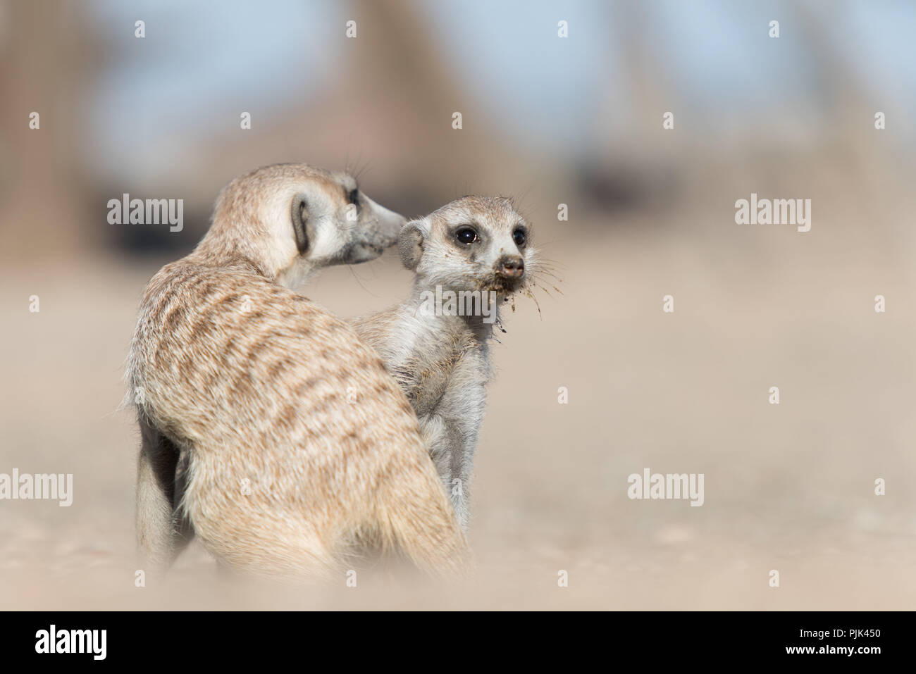 Two Meerkats (Suricata suricatta) in Namibia, early in the morning. Stock Photo