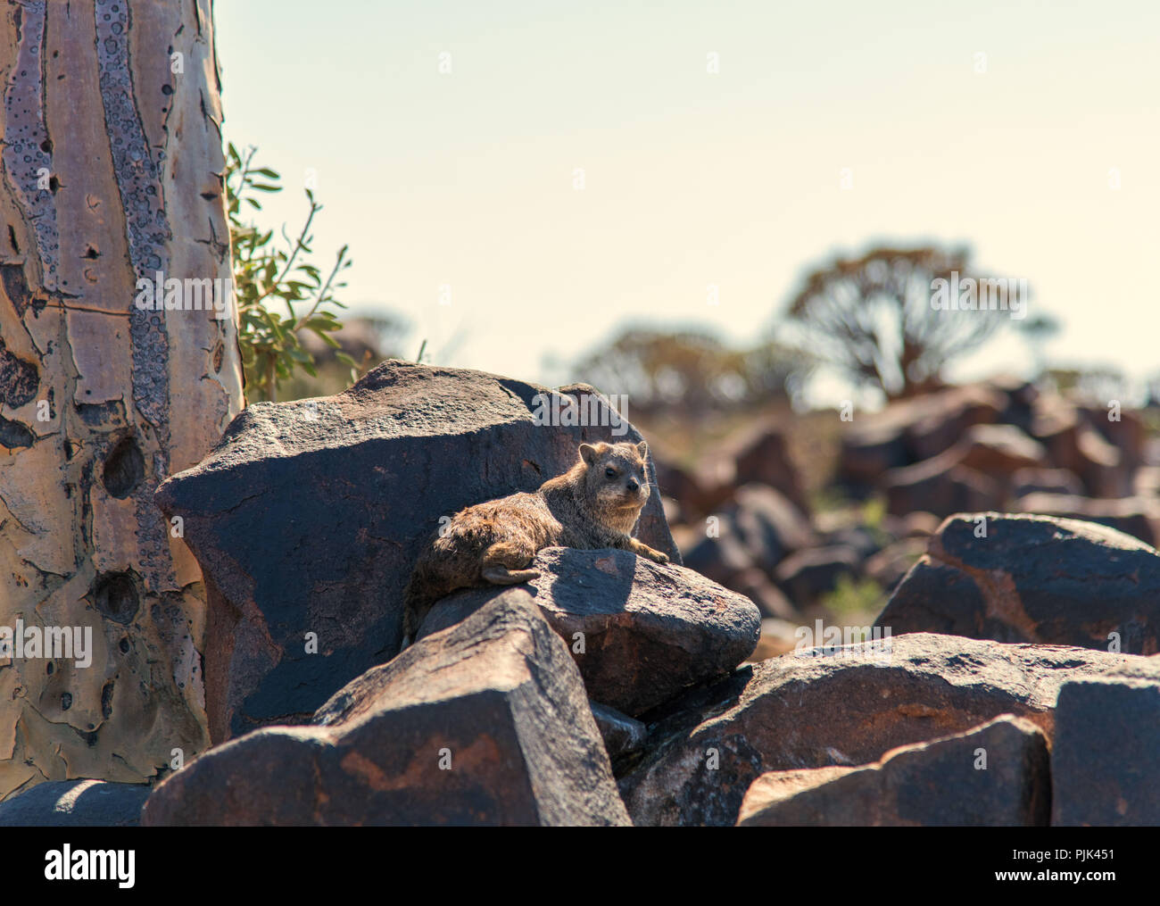 Rock hyrax in Namibia, Quiver tree forest. Stock Photo