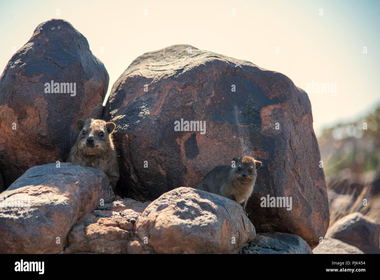 Two Rock hyraxes, mother and child in Namibia, quiver tree forest. Stock Photo