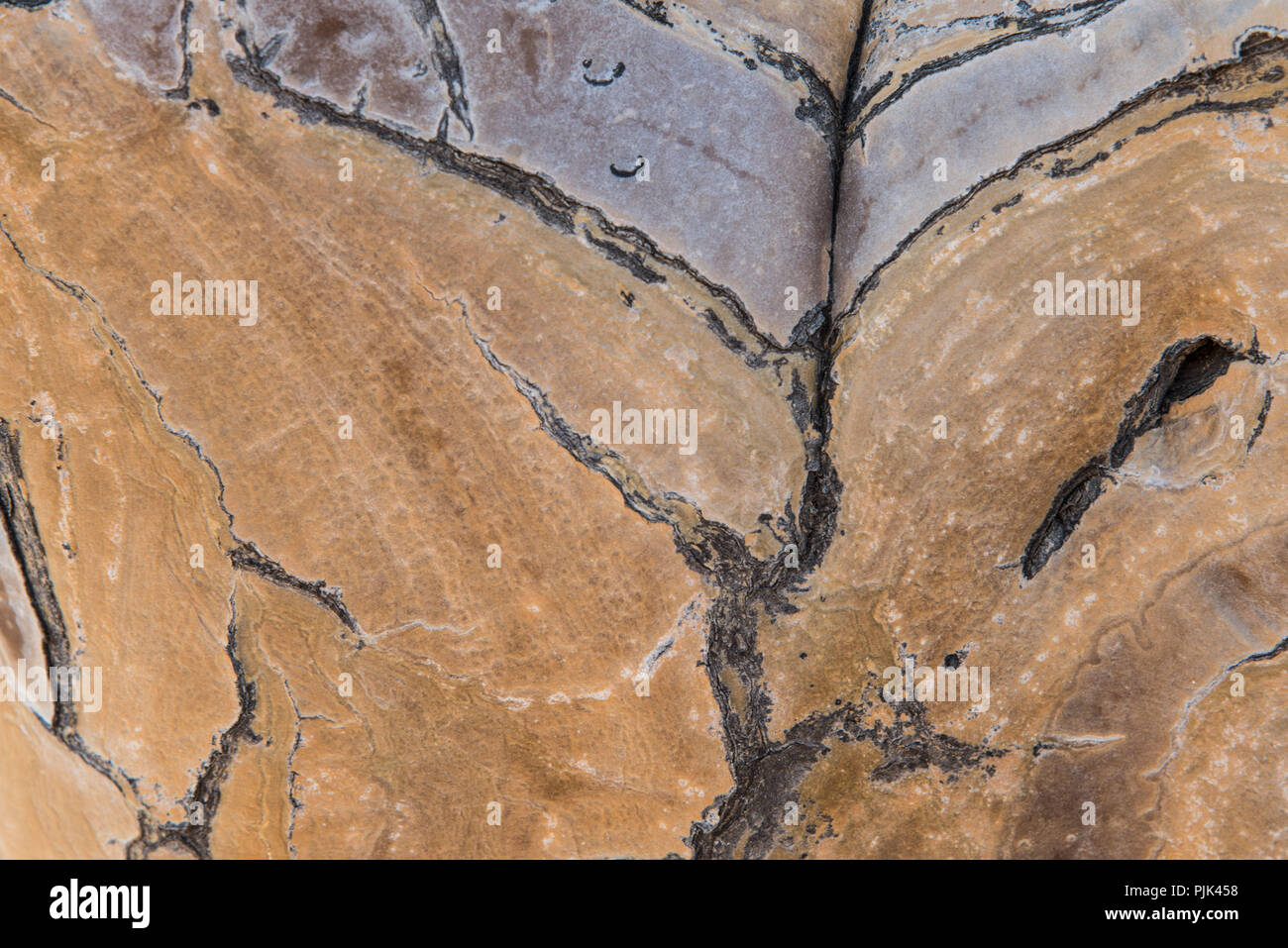 Bark of a quiver tree, details. Quiver tree forest, Namibia Stock Photo