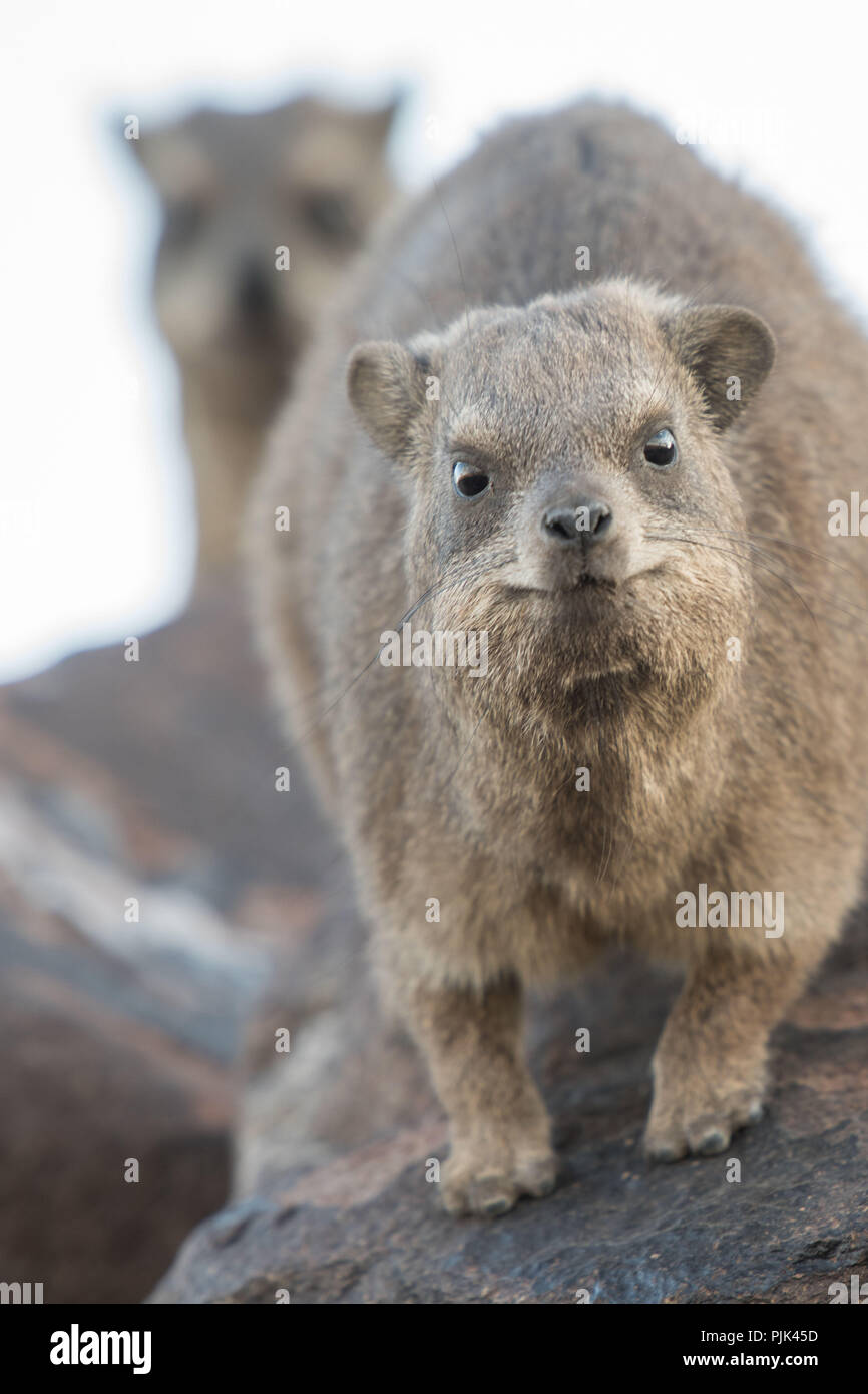 Two rock hyraxes in Namibia, Quiver tree forest. Stock Photo