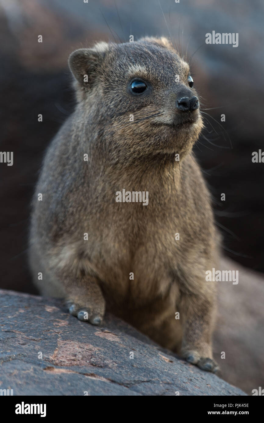 Rock hyrax in Namibia, Quiver tree forest. Stock Photo