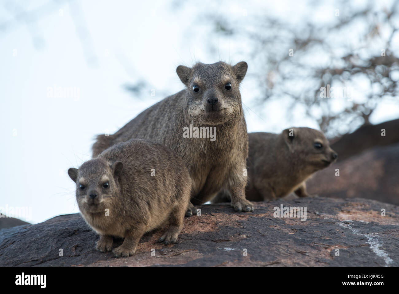 Rock hyrax family in Namibia, quiver tree forest. Stock Photo