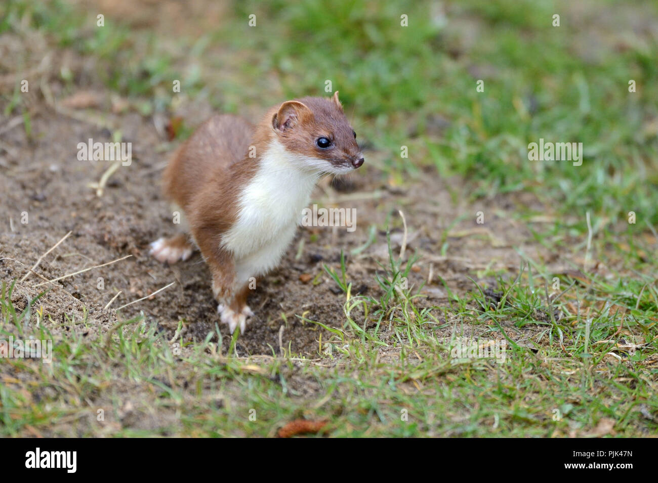 Stoat prey hi-res stock photography and images - Alamy