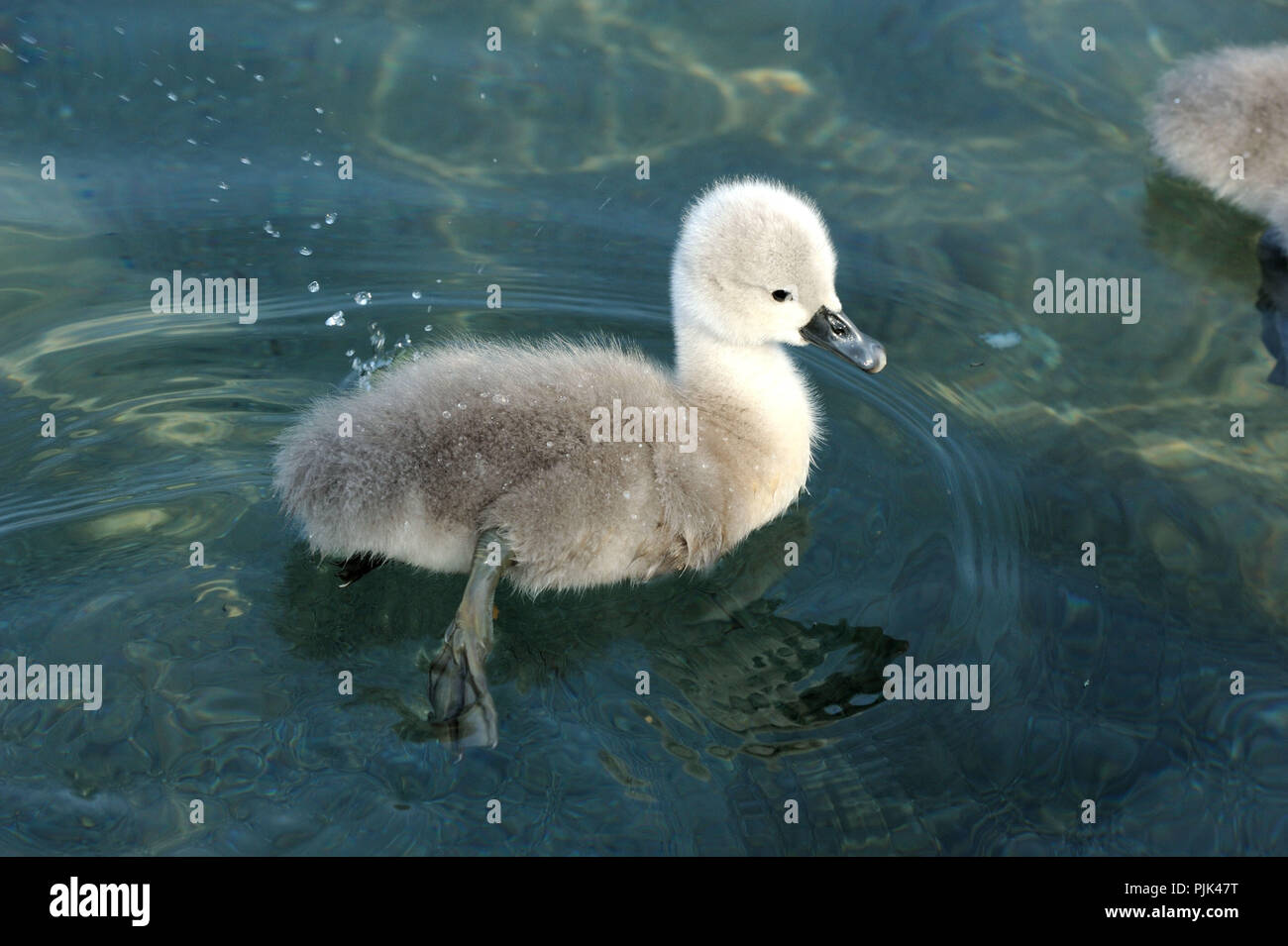 Mute swan chicks in the water Stock Photo Alamy