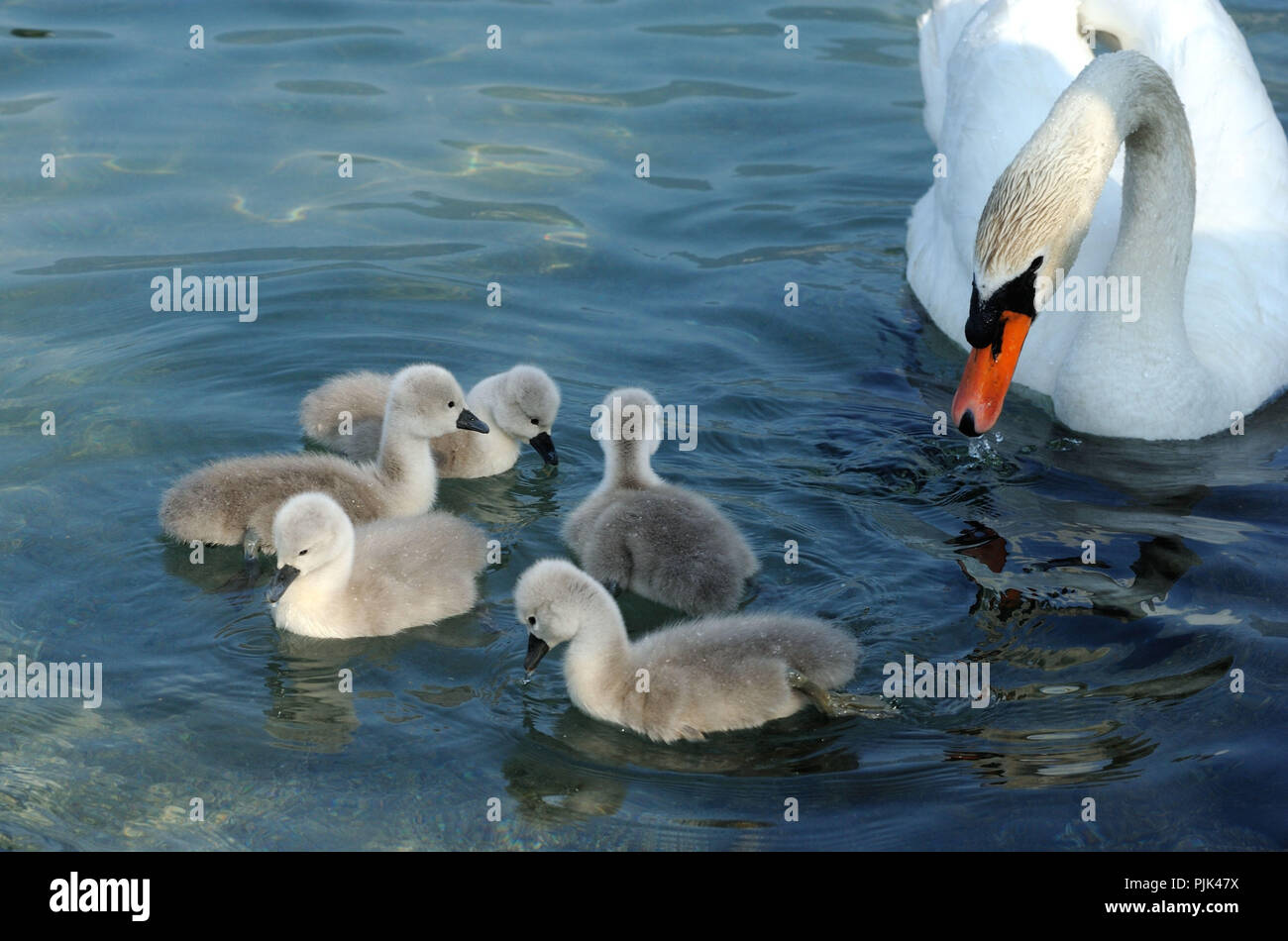 Mute swan with chicks in the water Stock Photo Alamy