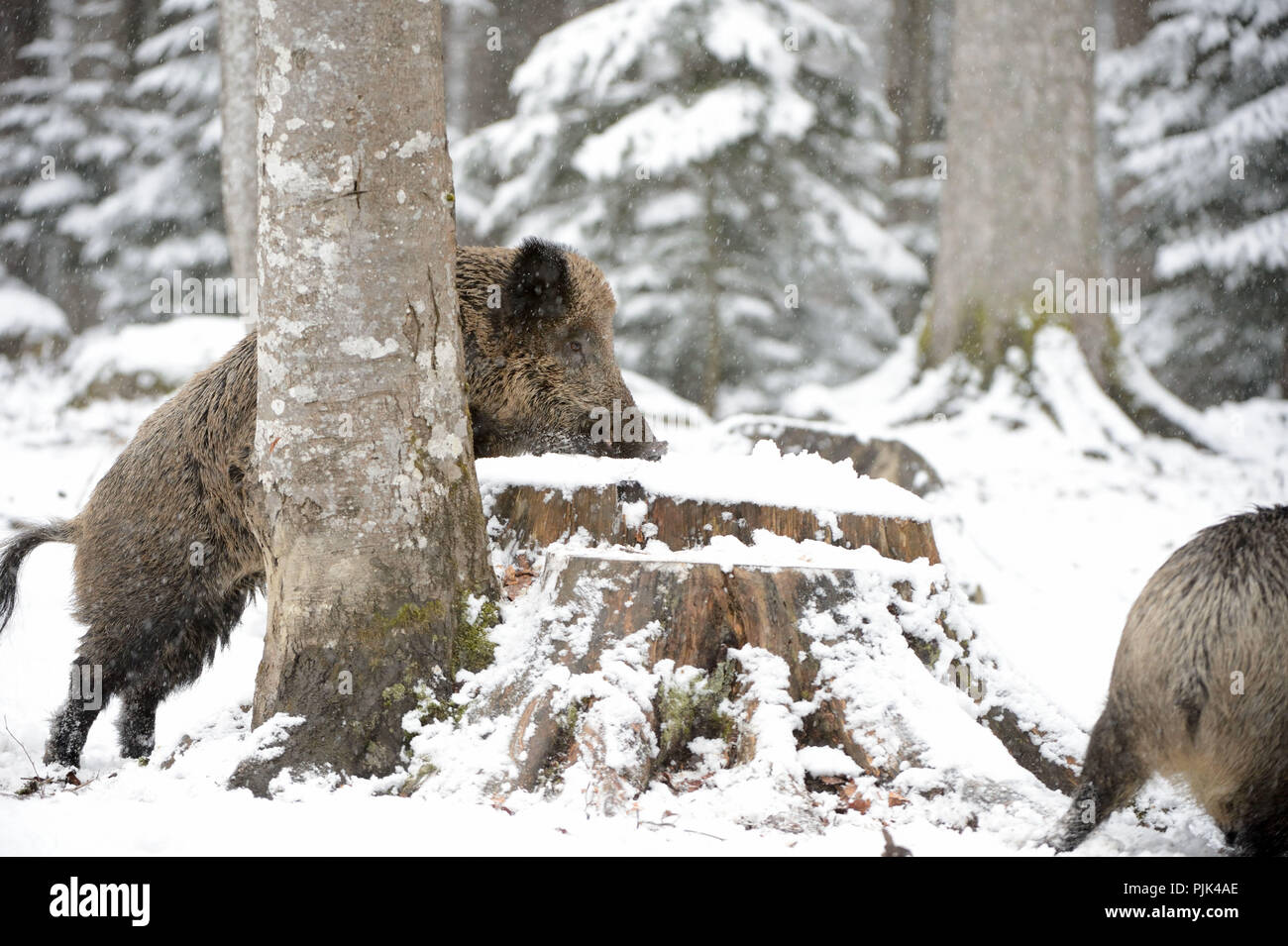 Wild Boars In Winter Stock Photo Alamy
