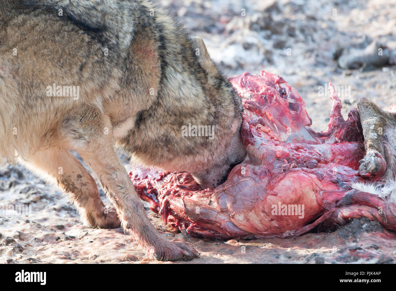 Wolf mit Beute Stock Photo