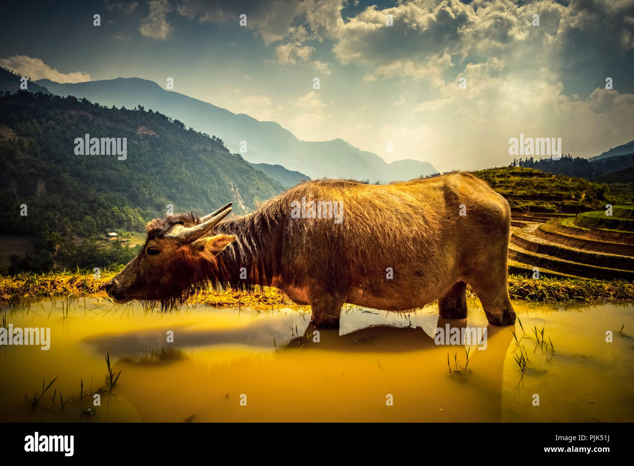 Asia, Southeast Asia, North Vietnam, Vietnam, Sapa, mountains, mountainscape, Water buffalo, Stock Photo