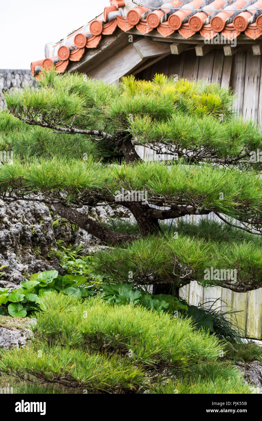 Garden in the Shuri Palace of Naha on the Okinawa island of Japan Stock Photo
