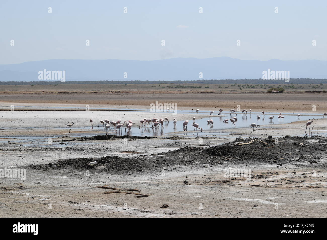 Flamingos at Lake Magadi, Kenya Stock Photo