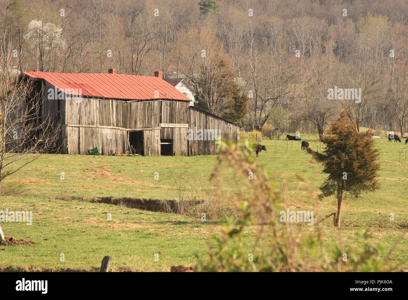 Cattle farm in Virginia's Blue Ridge Mountains, USA Stock Photo - Alamy