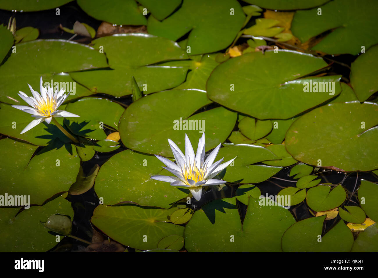 Nymphaea lotus flower at Itamaraty Palace pond - Brasilia, Distrito Federal, Brazil Stock Photo
