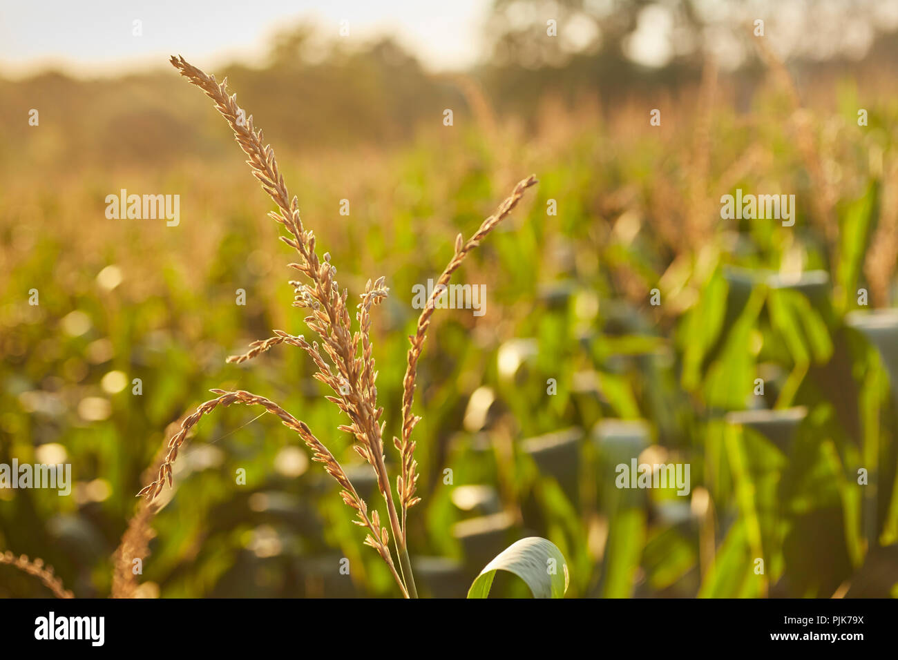 Cornfield in late summer, Amish Country, Lancaster County, Pennsylvania, USA Stock Photo