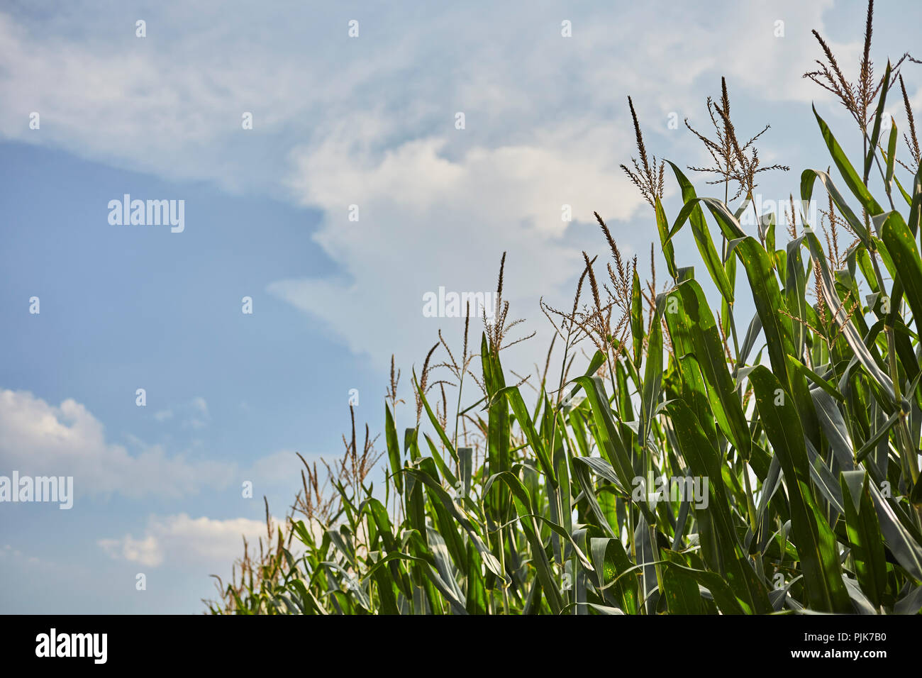 Cornfield in late summer, Amish Country, Lancaster County, Pennsylvania, USA Stock Photo