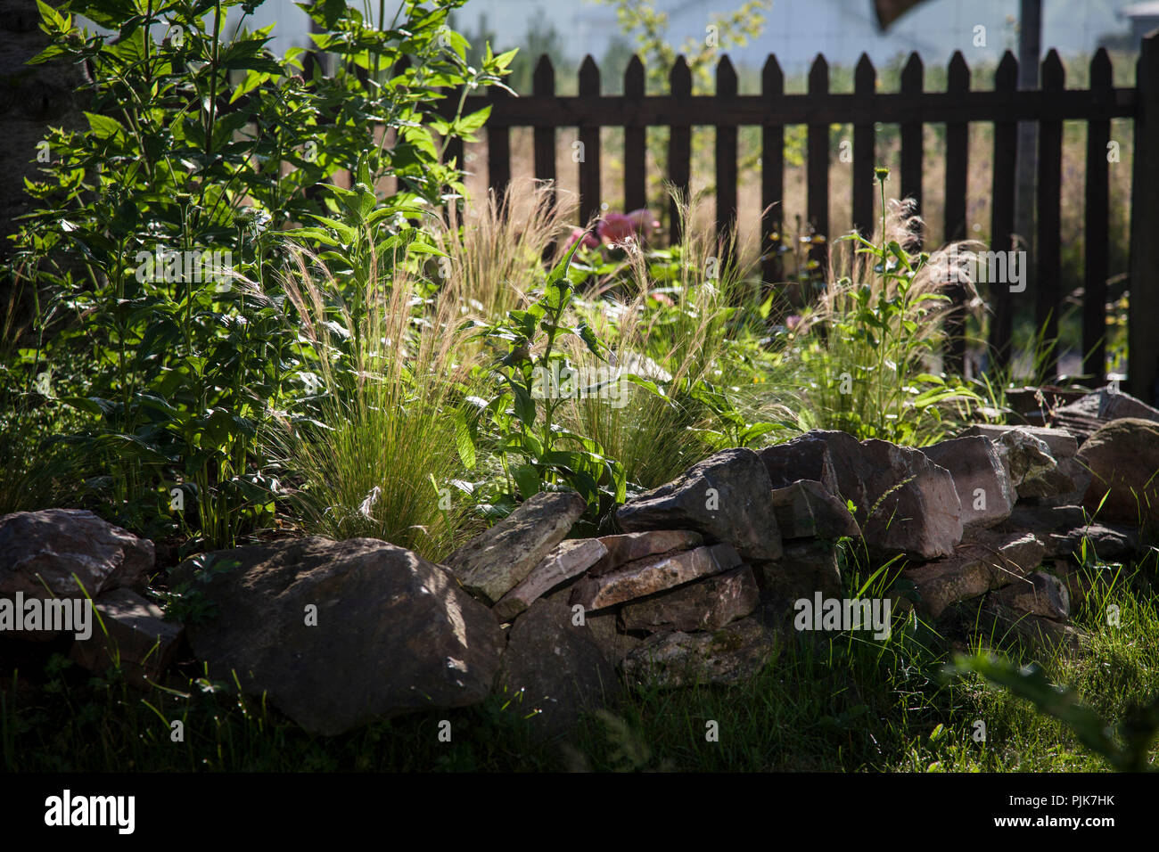 Plant bed with feather grass and coneflower Stock Photo