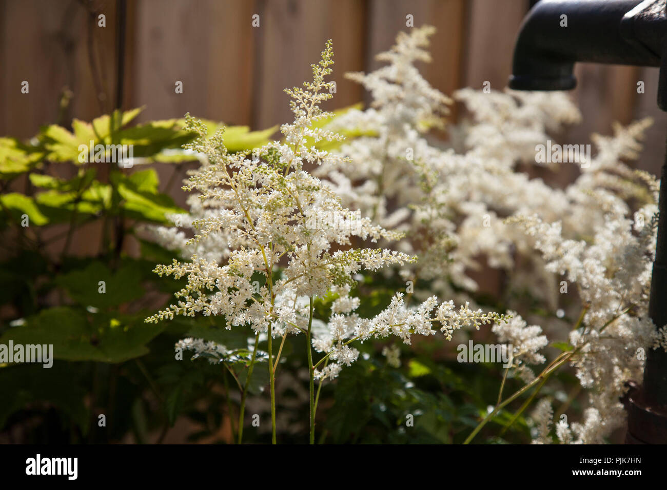 Flowering astilbe, close-up Stock Photo