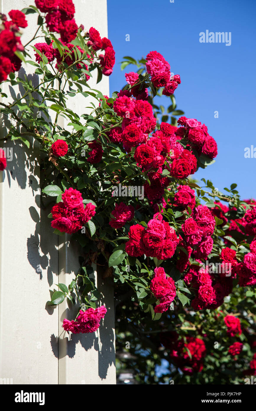 Flowering rambling rose 'Chevy Chase', Close-up Stock Photo - Alamy