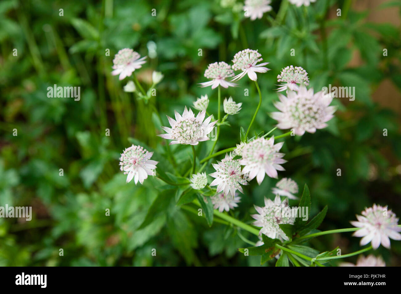 Flowering astrantia,close-up Stock Photo