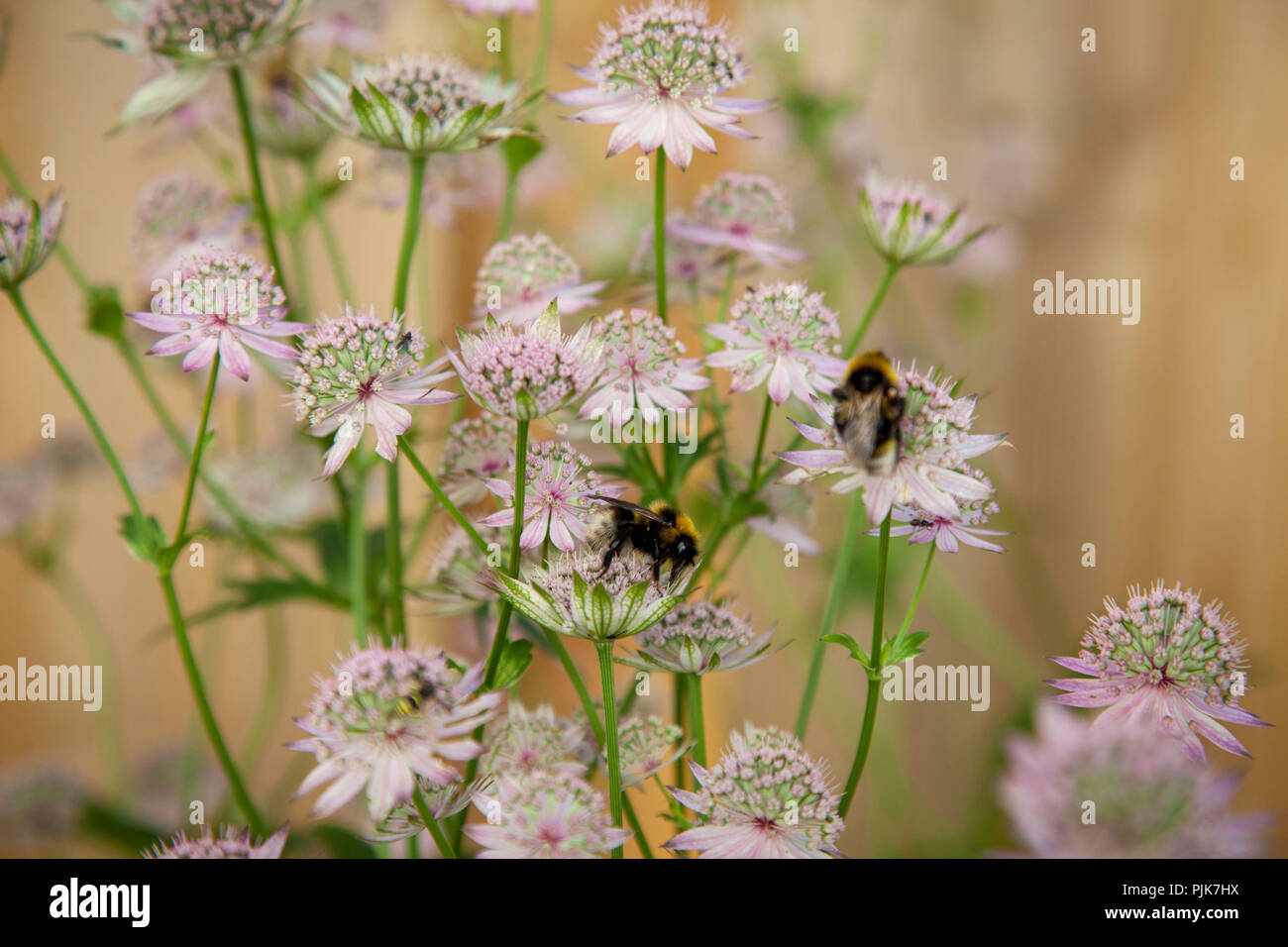 BLOSSOM - Kod Astrantia main image 0