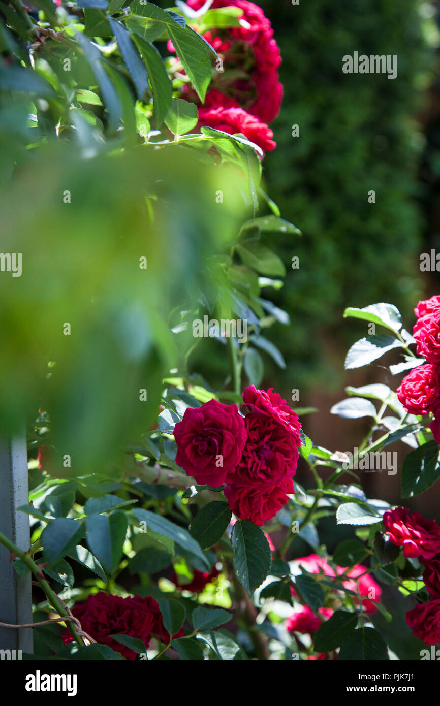 Rambling red rose hires stock photography and images Alamy