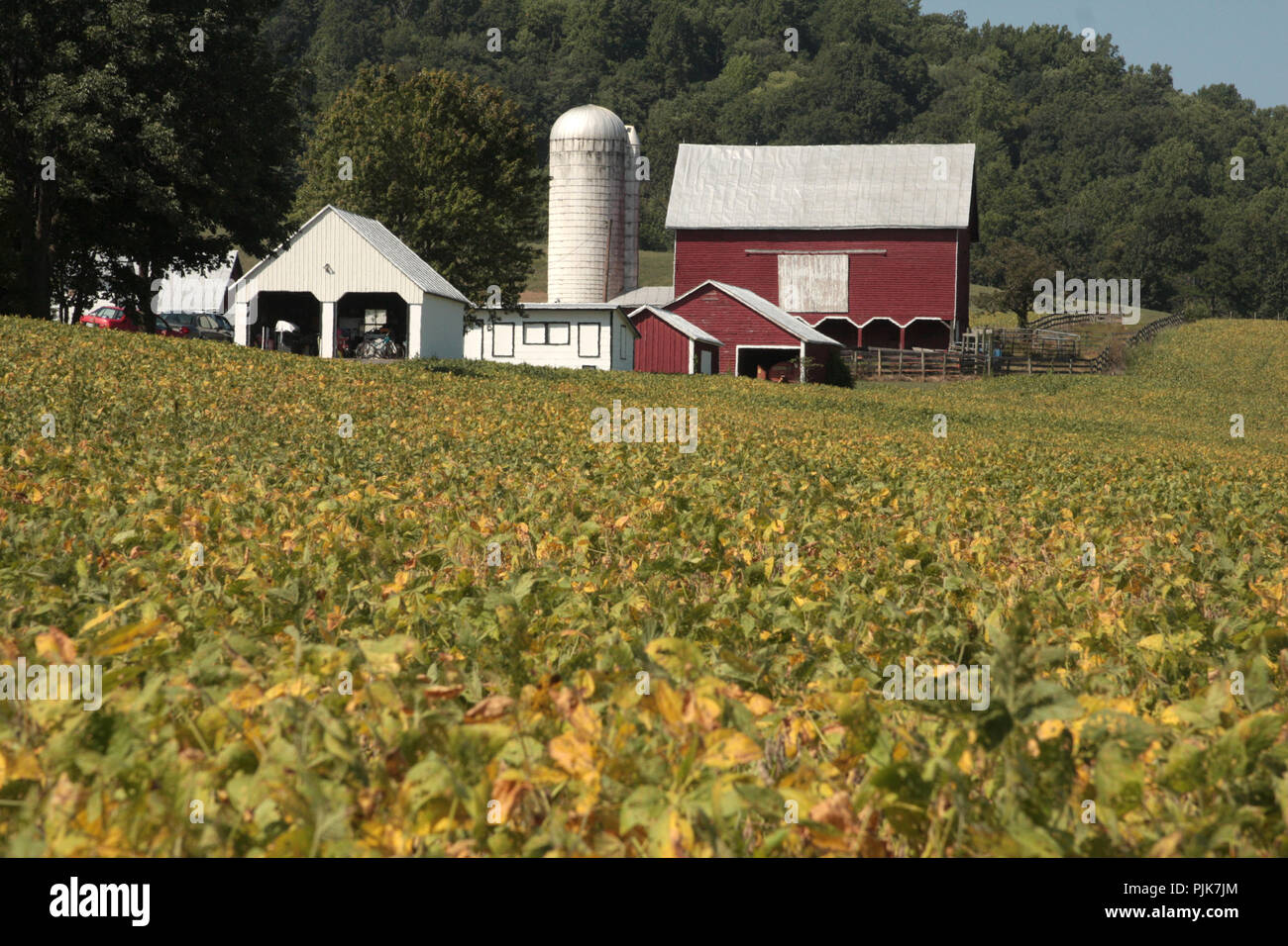 Farm in rural Virginia, USA. Soybean culture. Stock Photo
