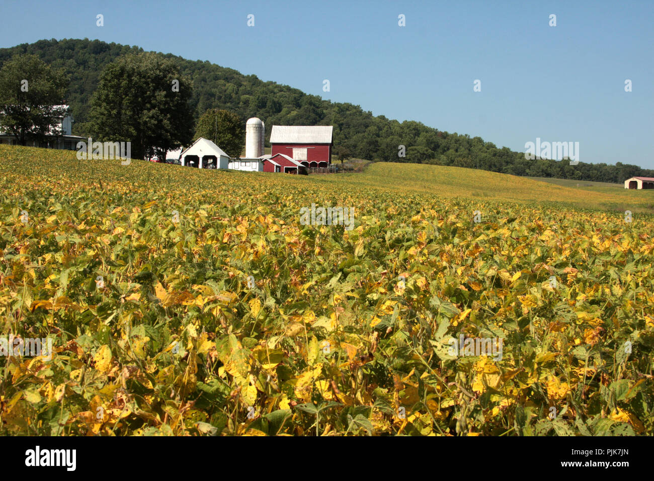 Farm in rural Virginia. Soybean culture. Stock Photo