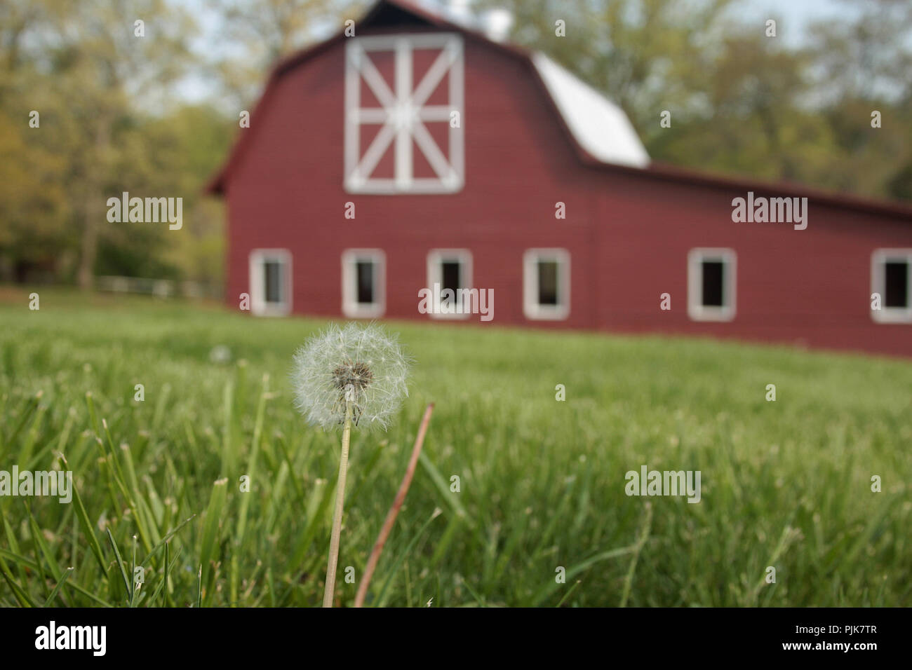 A dandelion puff ball seen with red barn in foreground Stock Photo
