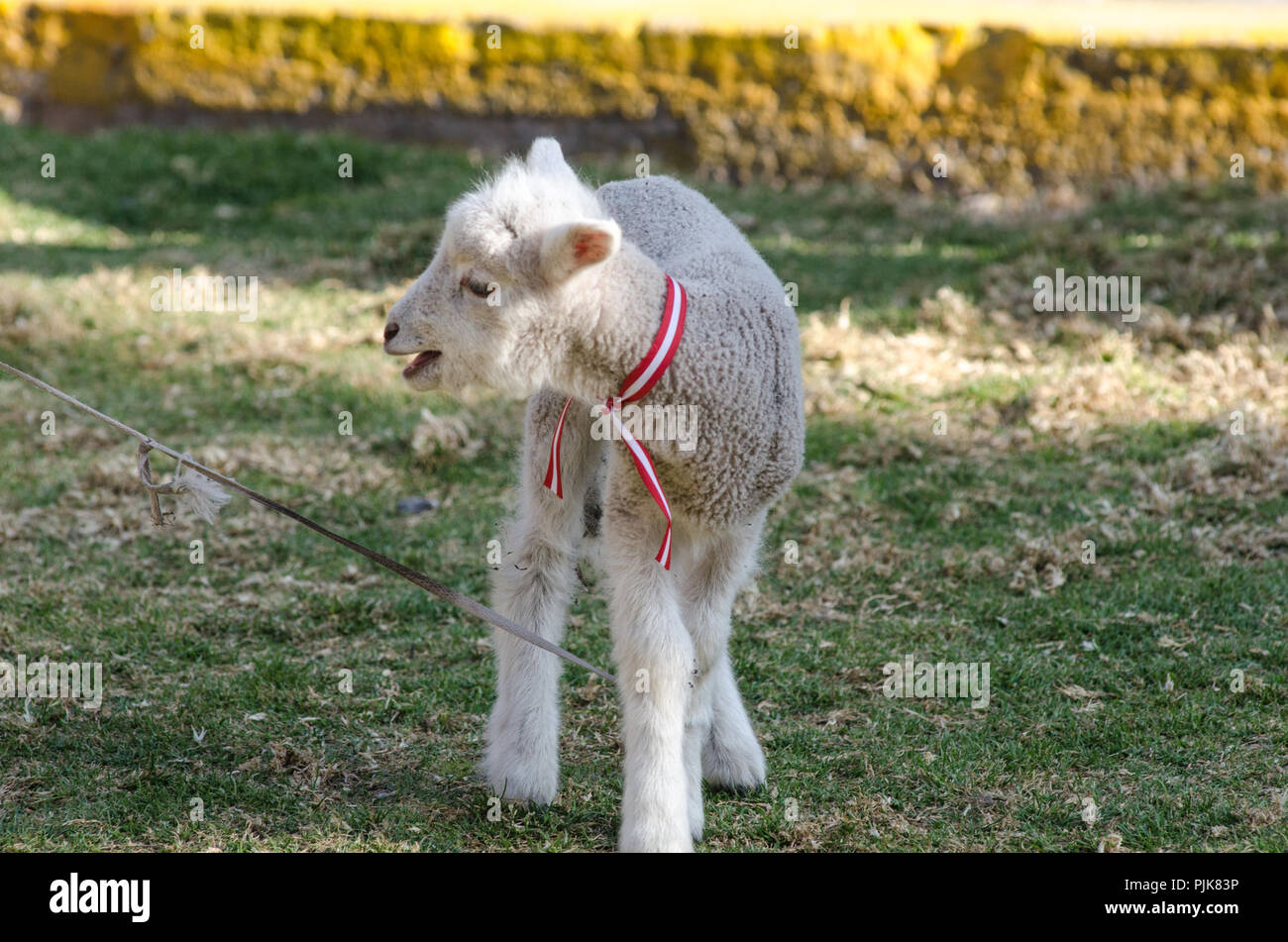 Little cute sheep romping in a meadow on a farm a sunny day Stock Photo
