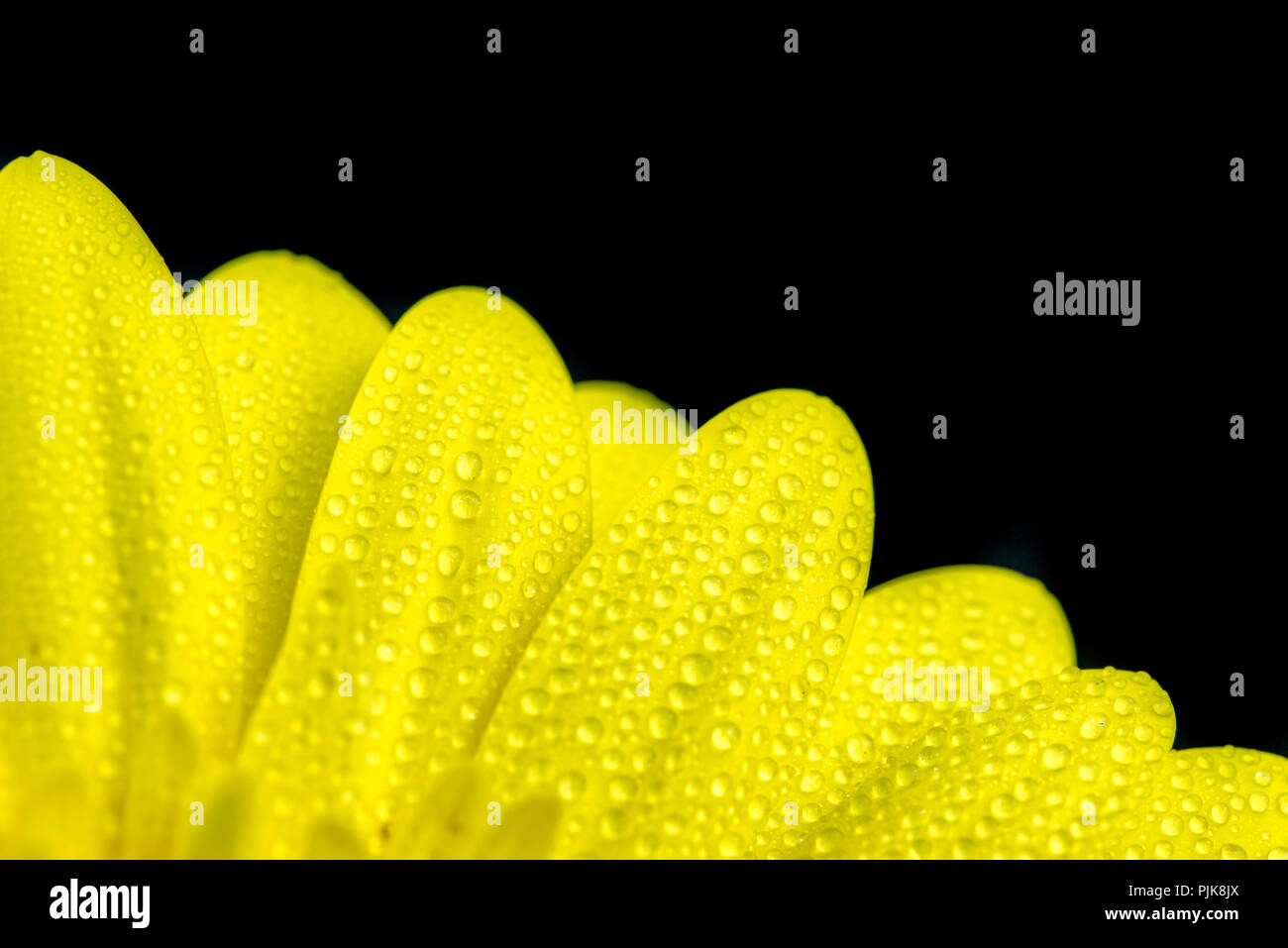 Yellow Gerbera Flower Stock Photo