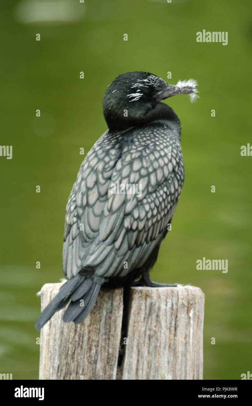 The great cormorant (Phalacrocorax carbo) also known as the great black cormorant across the Northern Hemisphere and the black cormorant in Australia. Stock Photo