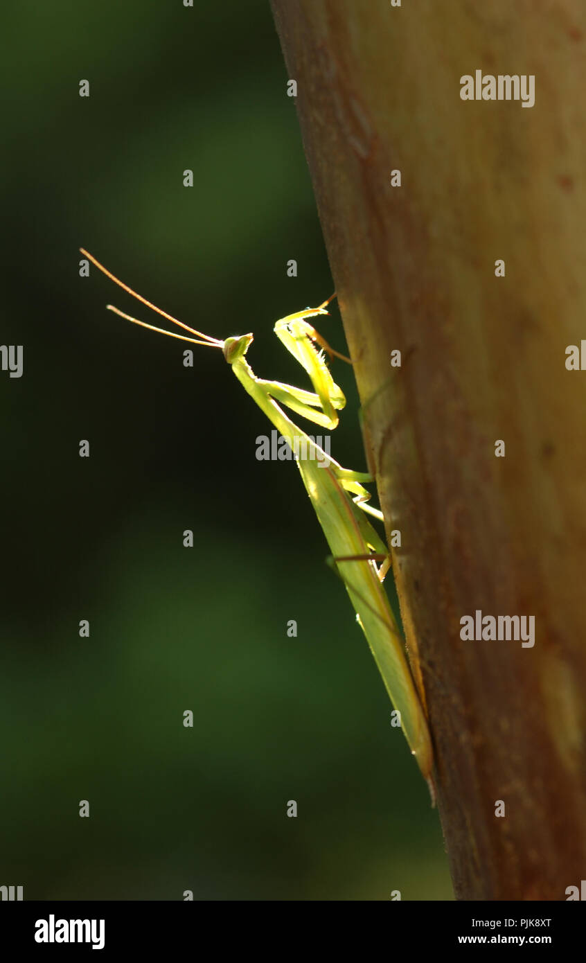 European mantis or Mantis religiosa is a large hemimetabolic insect in the family of the Mantidae (‘mantids’) Stock Photo