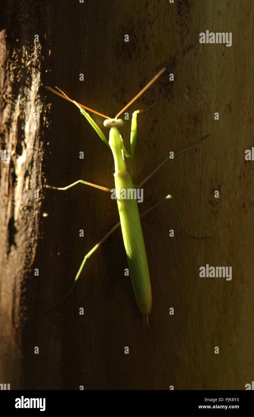 European mantis or Mantis religiosa is a large hemimetabolic insect in the family of the Mantidae (‘mantids’) Stock Photo