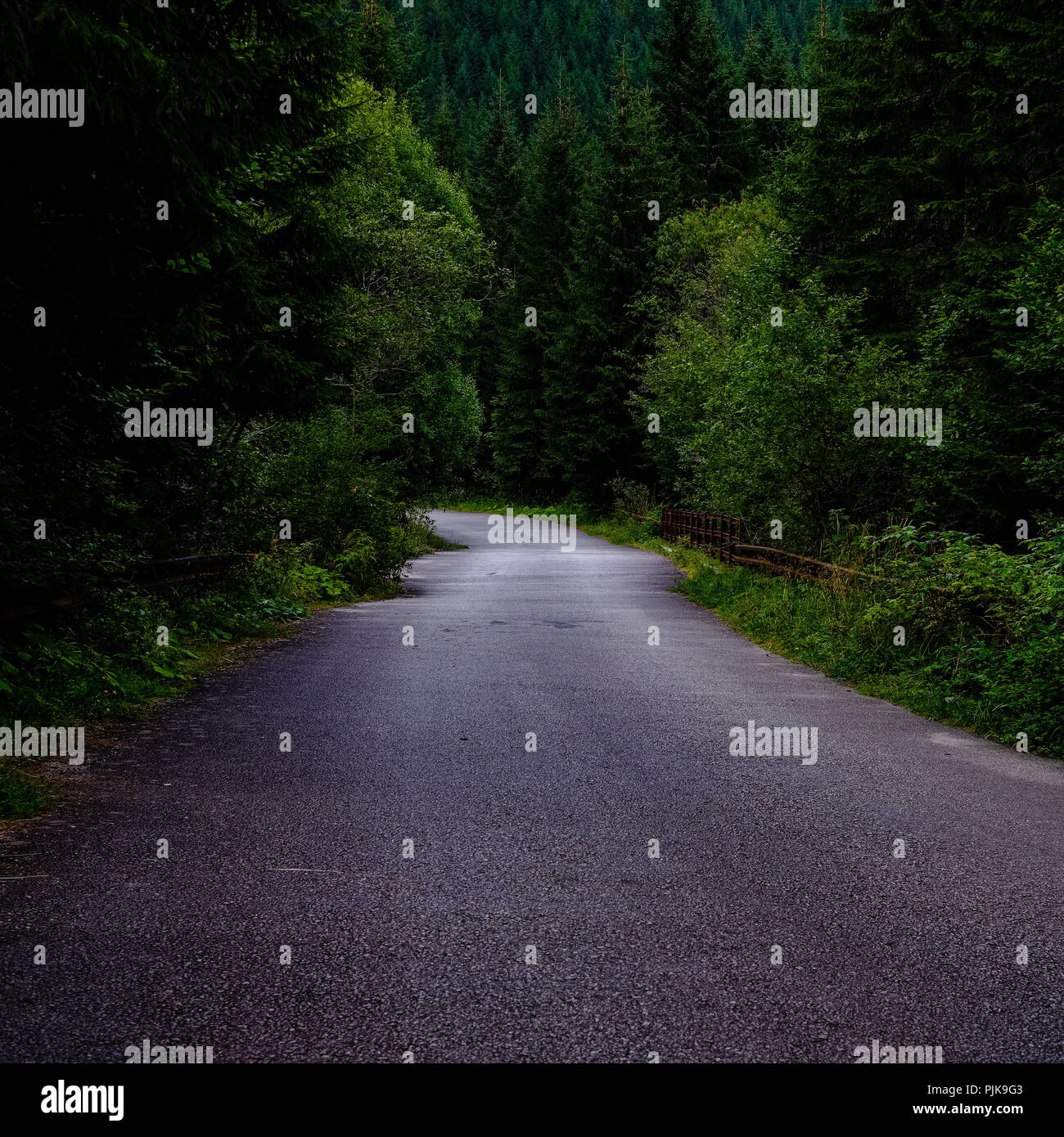simple country gravel road in summer at countryside forest with trees