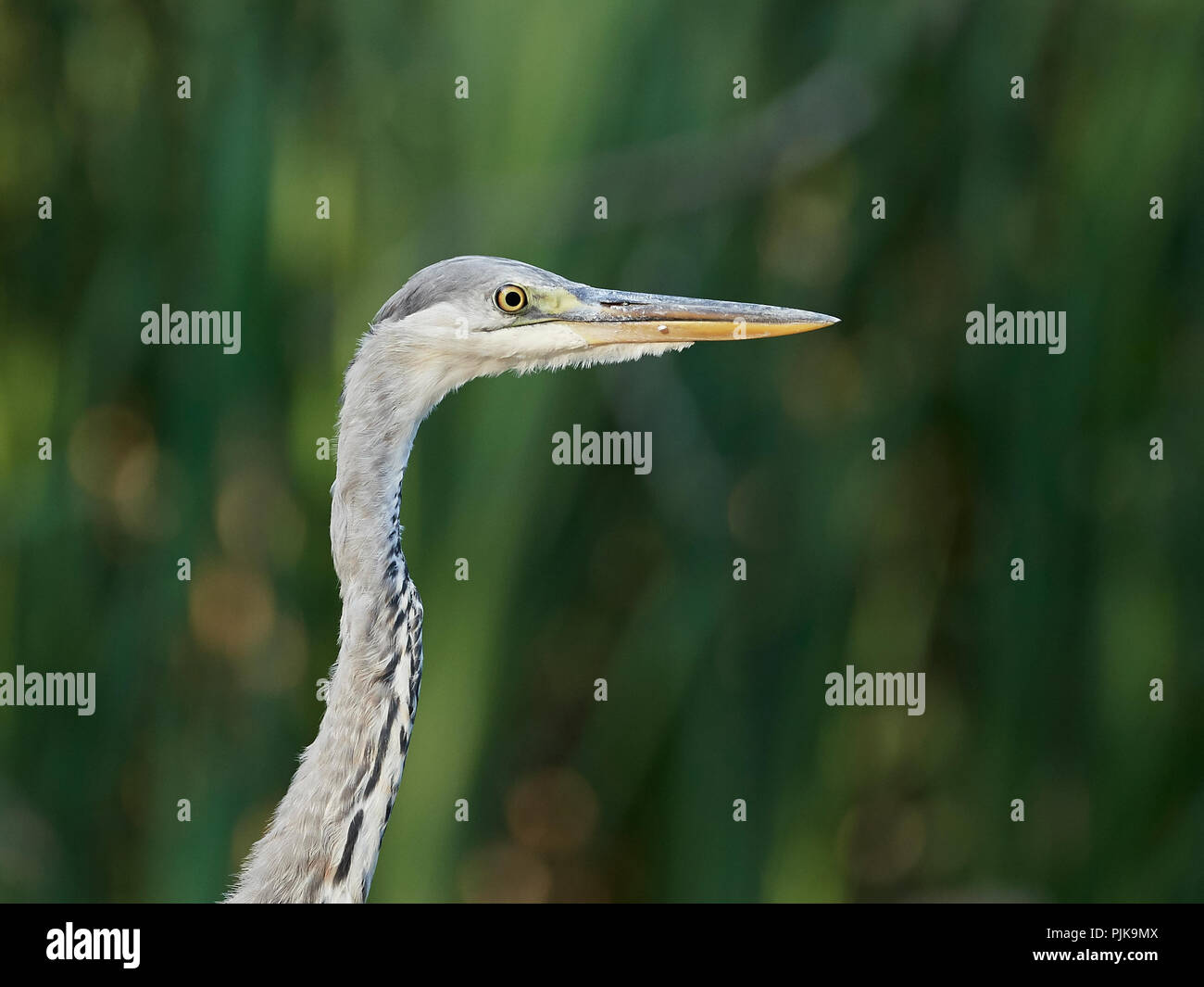 Grey Heron in its natural habitat in Denmark Stock Photo Alamy