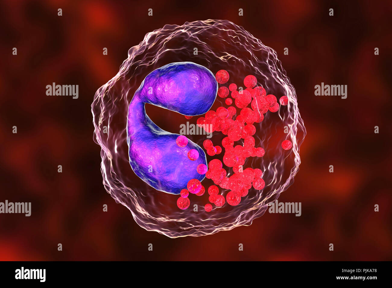 Eosinophil white blood cells. Computer illustration of eosinophil white blood cells, showing their lobed nuclei (centre). Eosinophils, like all white blood cells, are part of the immune system. They are responsible for combating multicellular parasites and certain infections. Along with mast cells, they also control mechanisms associated with allergy and asthma. They are granulocytes that develop during hematopoiesis in the bone marrow before migrating into blood. Stock Photo