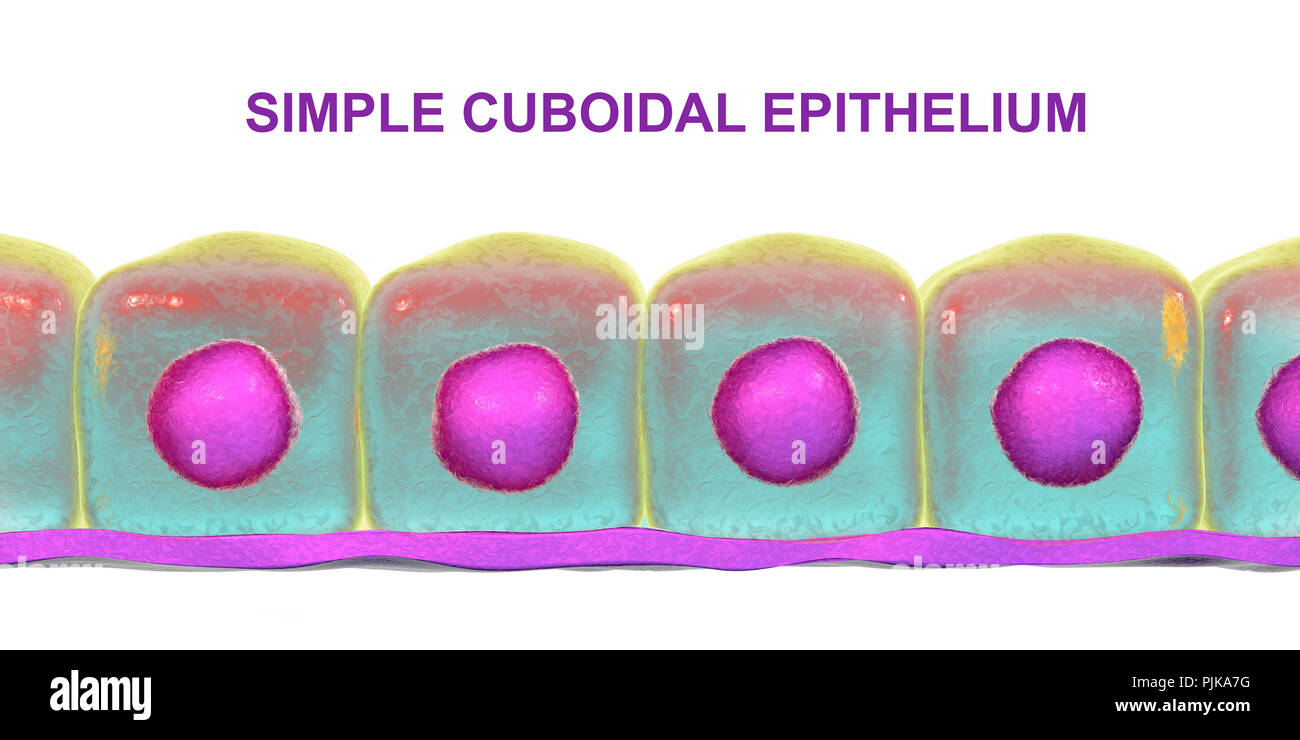 Simple cuboidal epithelium, computer illustration. Stock Photo