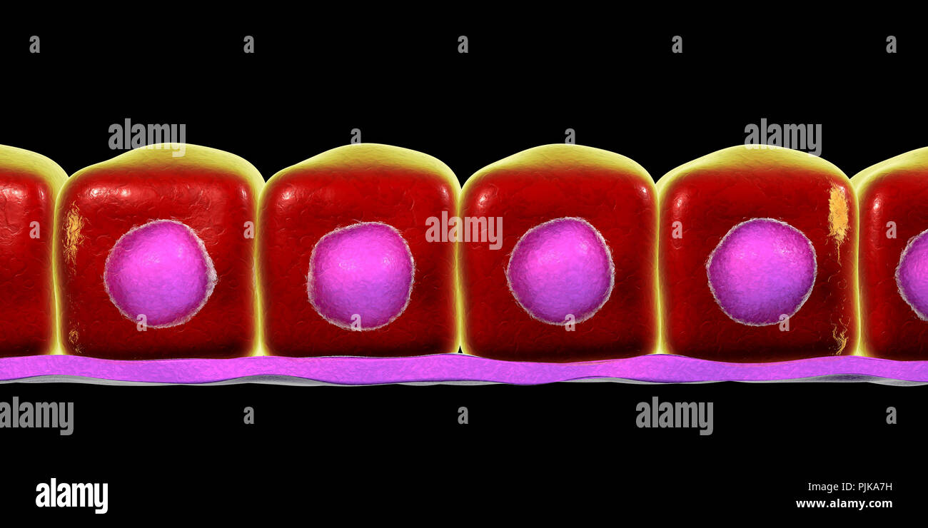 Simple cuboidal epithelium, computer illustration. Stock Photo