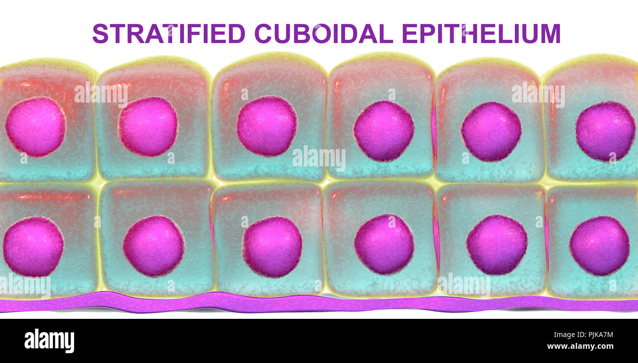 Stratified cuboidal epithelium, computer illustration. Stock Photo