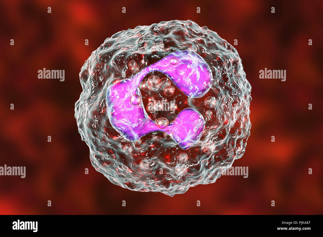Neutrophil white blood cells, computer illustration. Neutrophils are